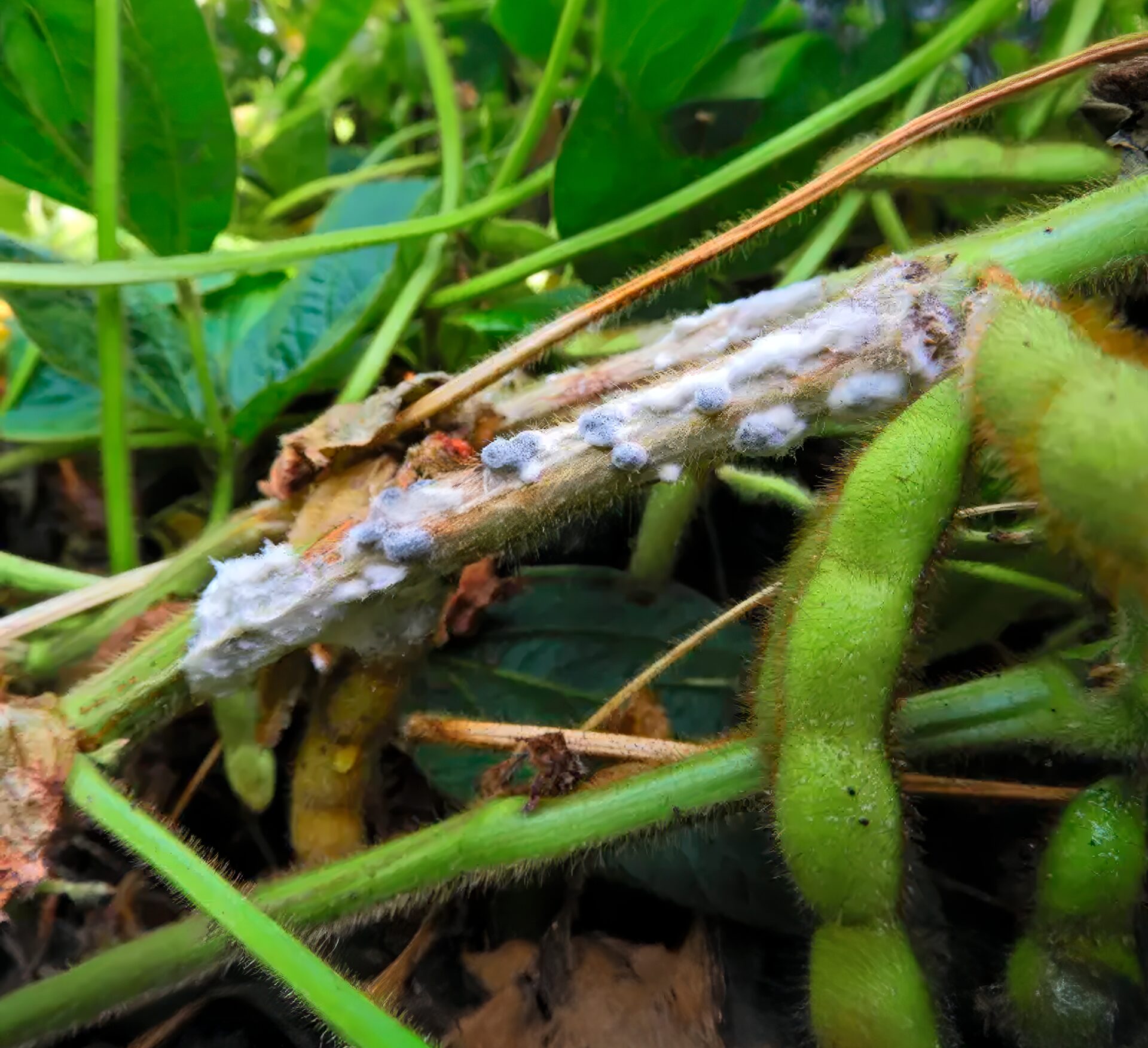 Saiba como realizar o manejo preciso do mofo branco